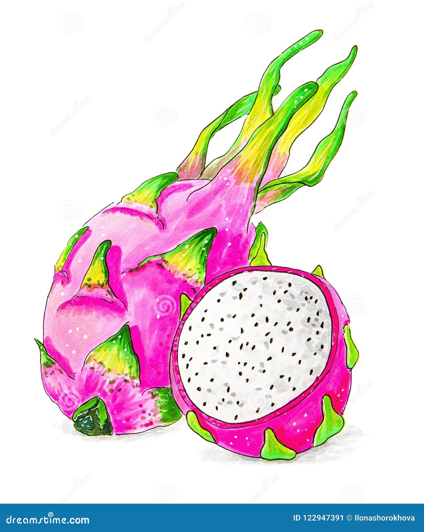 Dragon Fruit, Pitaya Isolated On White Background Hand Drawn ...