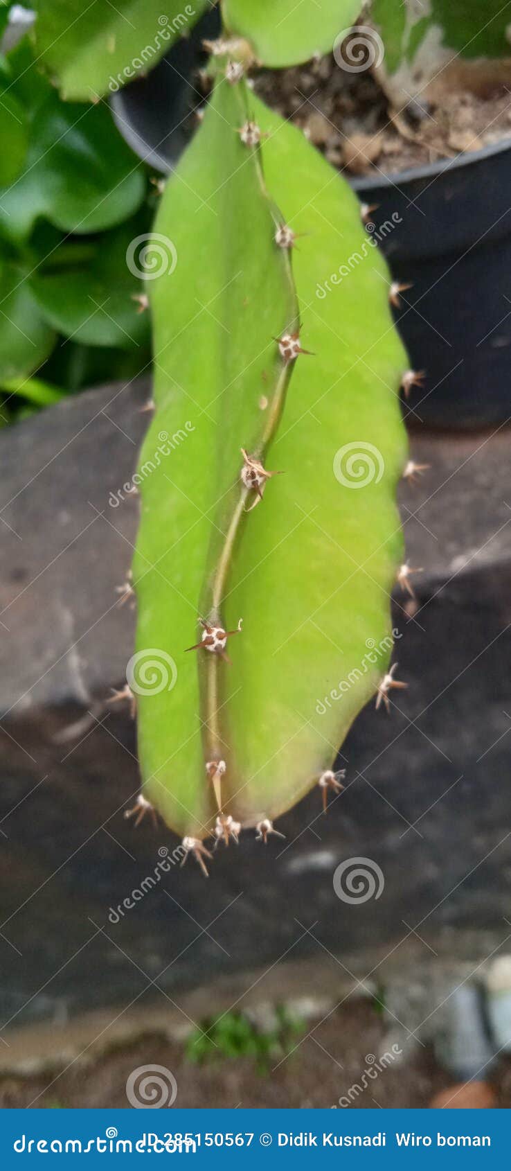 Dragon Fruit Plants Will Soon Be Ready To Bear Fruit Stock Image
