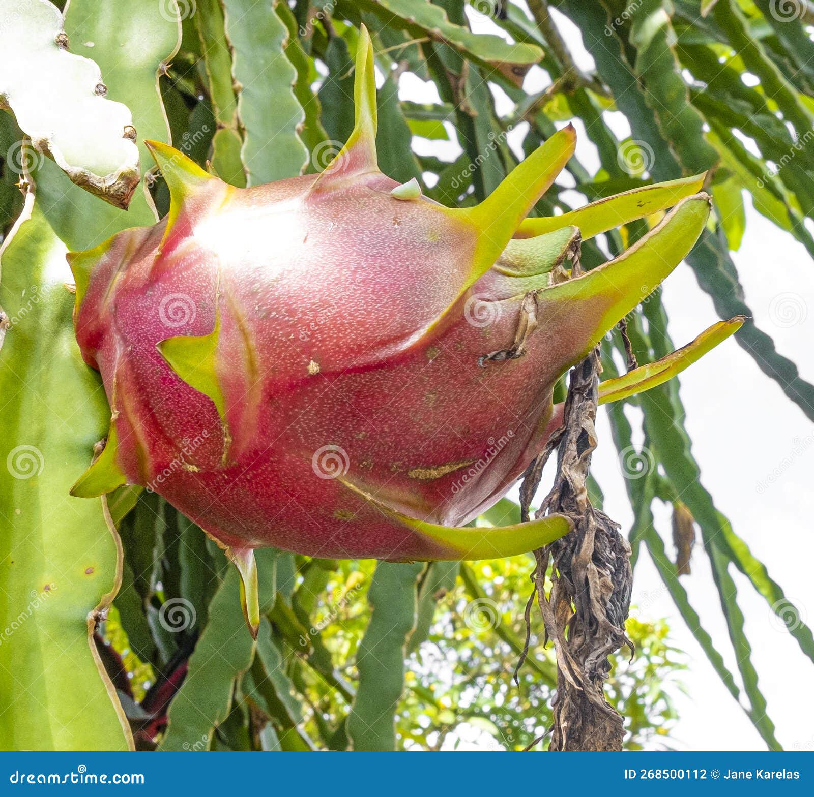 Dragon Fruit on Tree in Bali Stock Photo Image of closeup, freshness