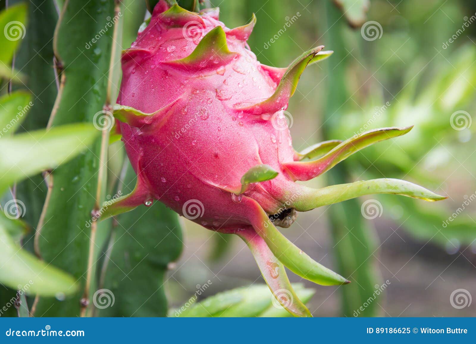 Dragon Fruit on the Tree after Stock Image Image of blooming, closeup 89186625