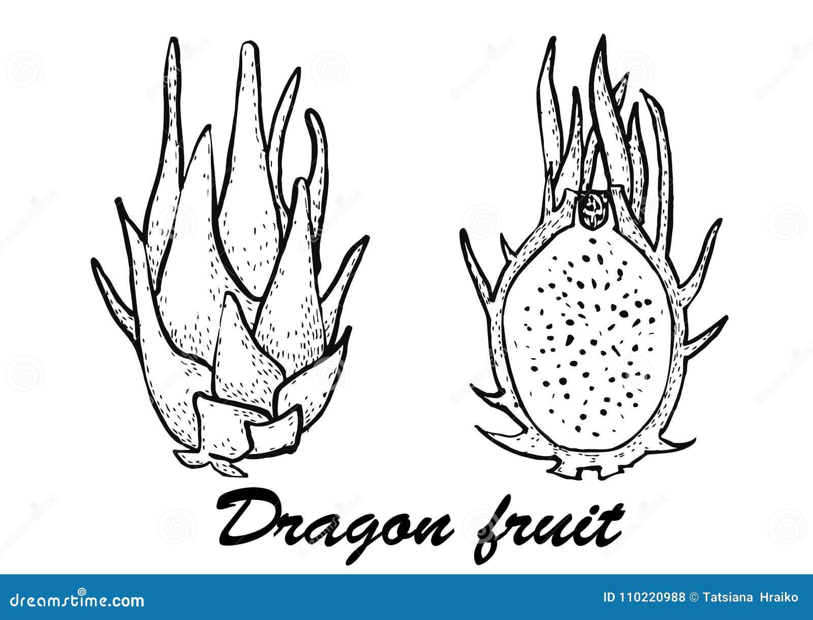 Dragon Fruit Vector Illustration.Botanical Illustration of Fruits