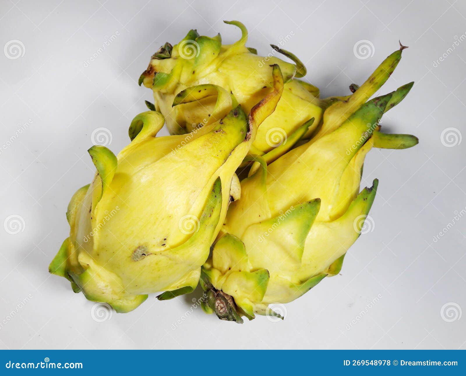 Dragon Fruit Plant Yellow Variety