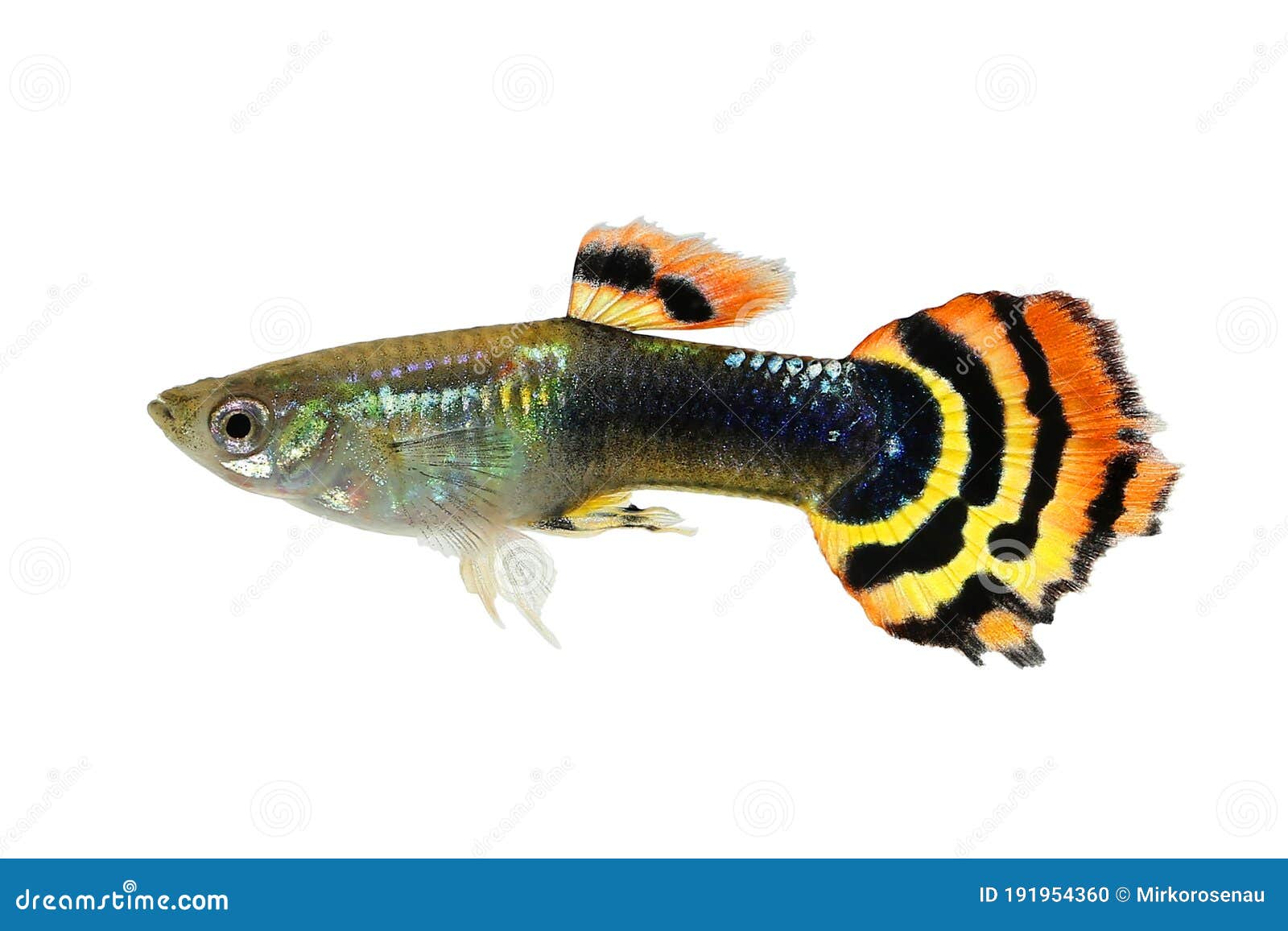 Dragon Head Guppy Aquarium Fish Poecilia Reticulata Stock Photo - Image of  food, animal: 191954360