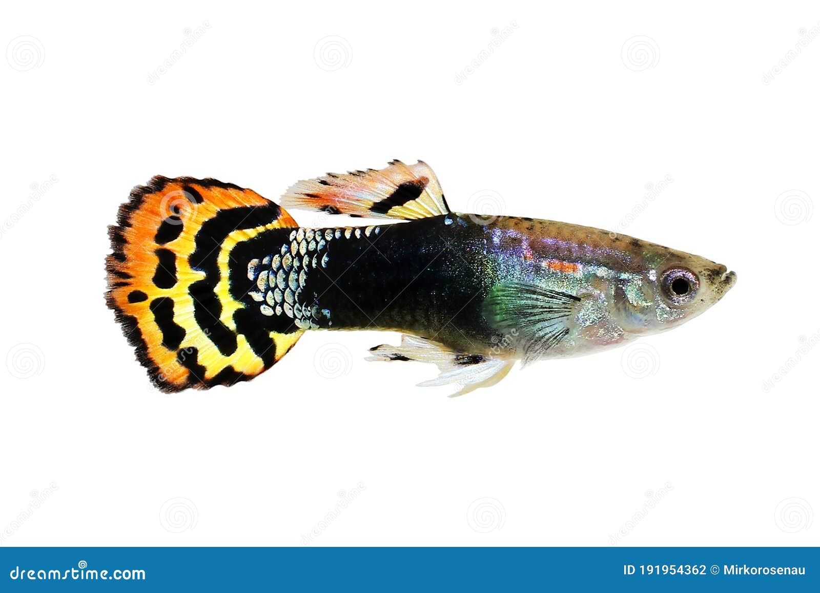 Dragon Head Guppy Aquarium Fish Poecilia Reticulata Stock