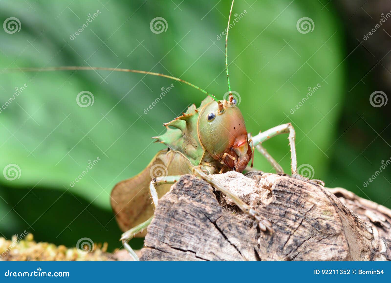 Dragon headed Katydid stock photo. Image of environment 92211352
