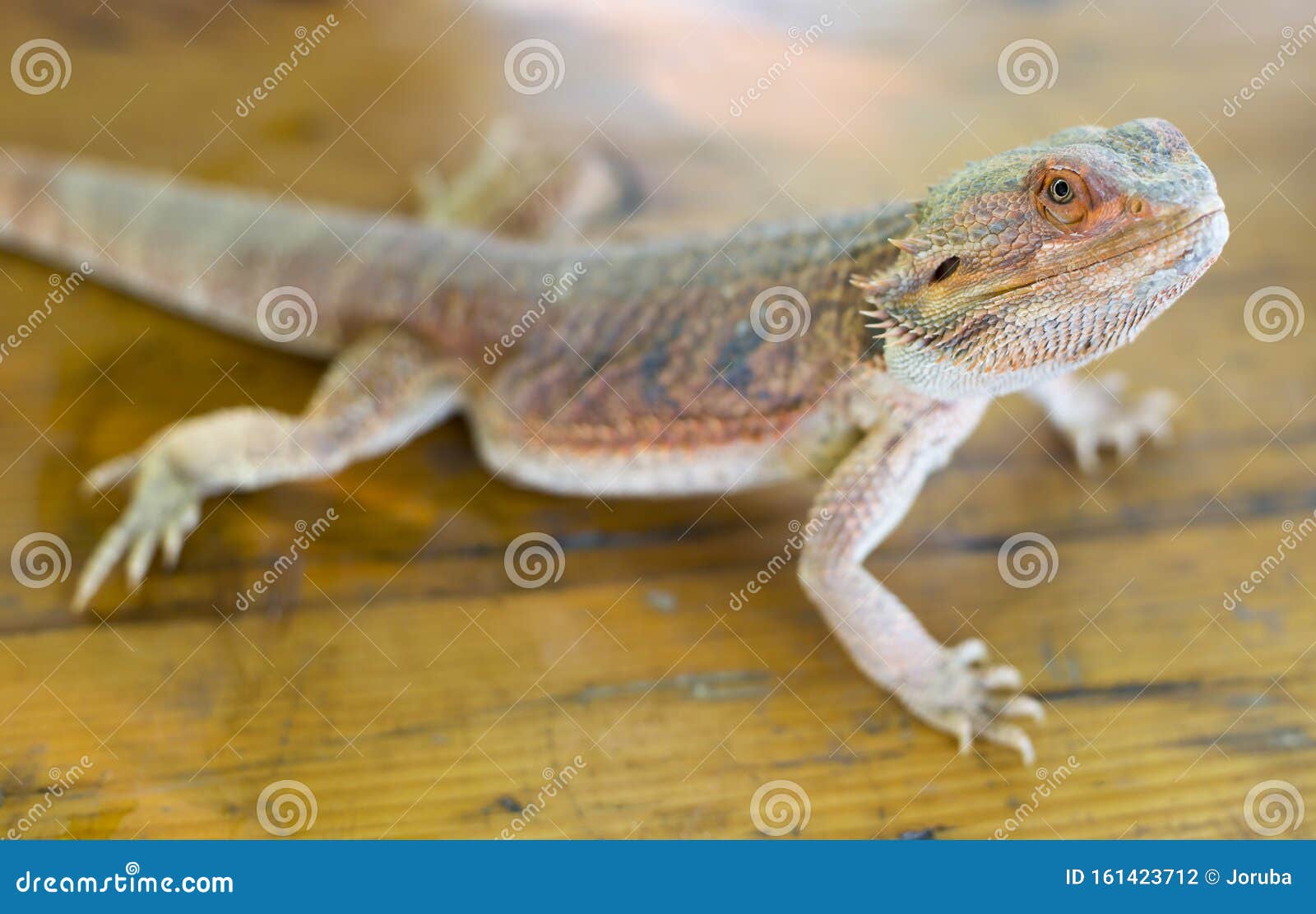 Leguan Royalty-Free Stock Photo | CartoonDealer.com #53770353