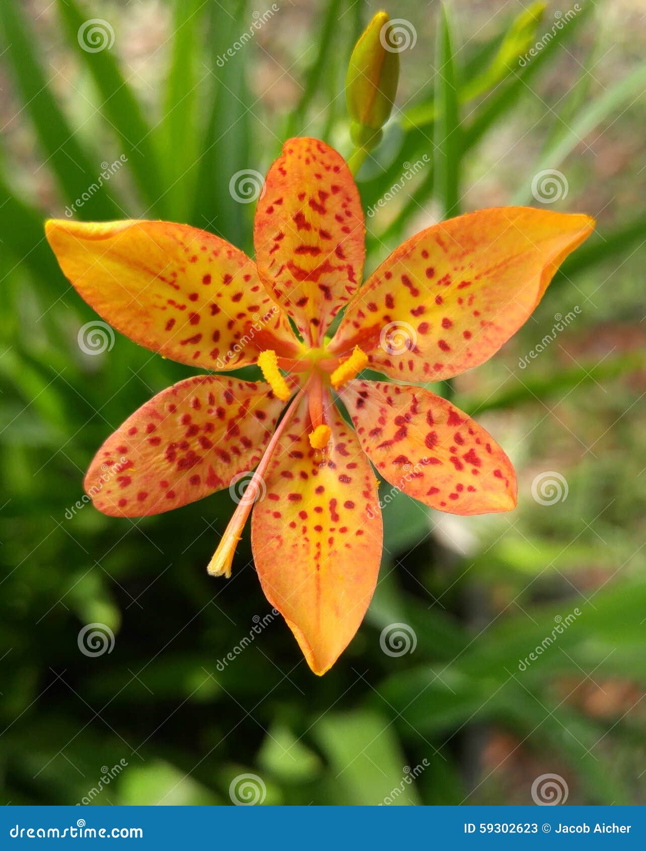 DragonLily