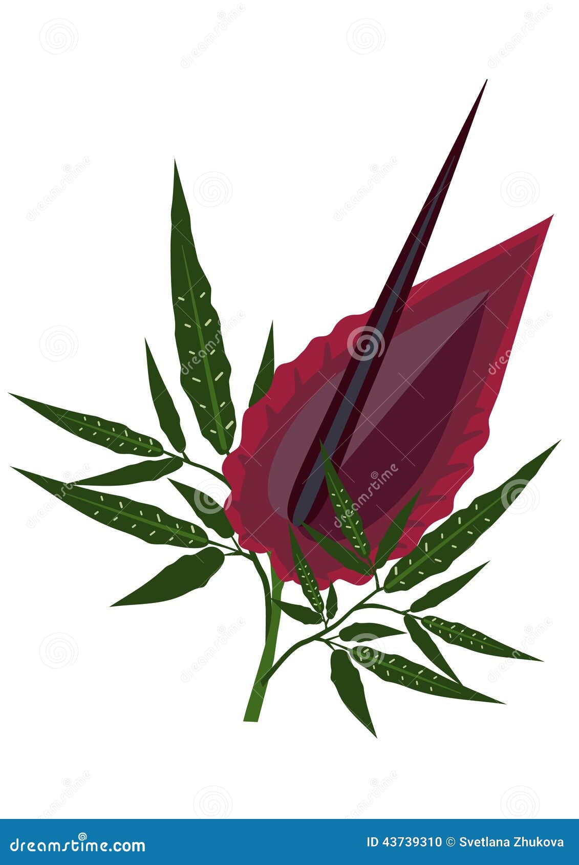 Dragon Lily. Flor e folhas do lírio do dragão