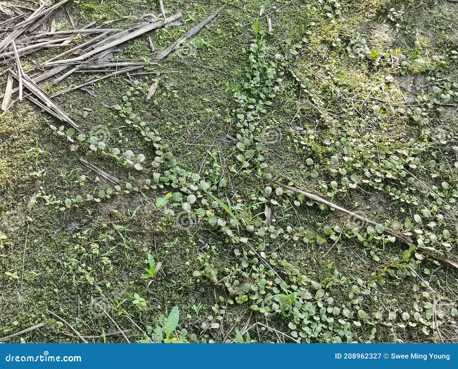 The Dragon S Scale Fern Crawling on the Ground Stock Image Image of