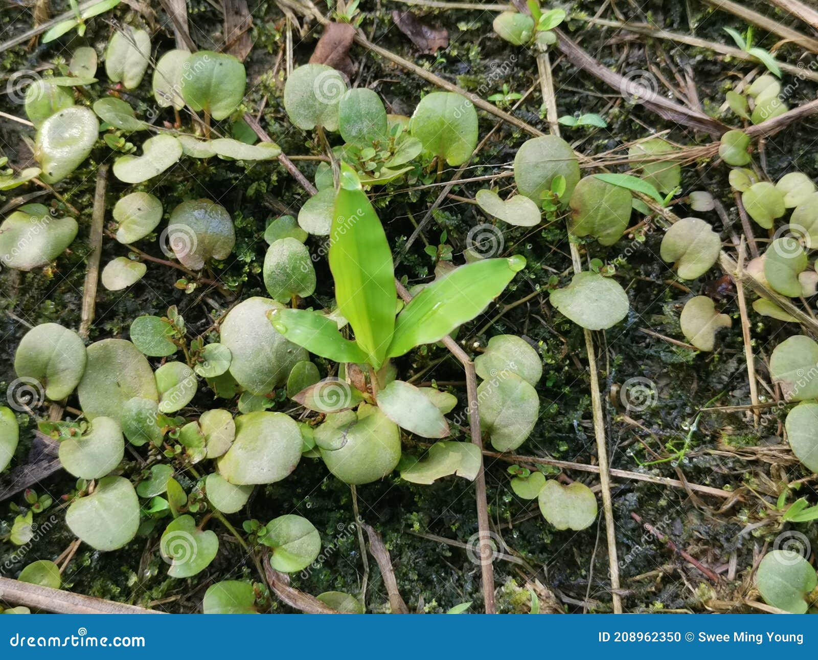 The Dragon S Scale Fern Crawling on the Ground Stock Photo Image of