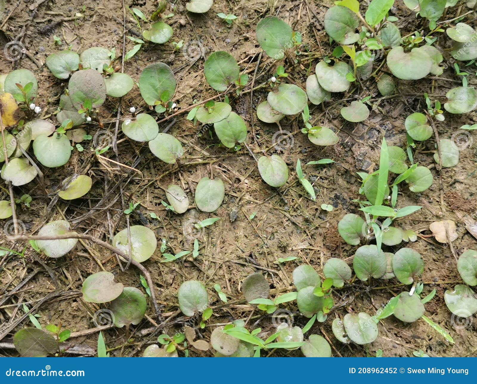 The Dragon S Scale Fern Crawling on the Ground Stock Photo Image of
