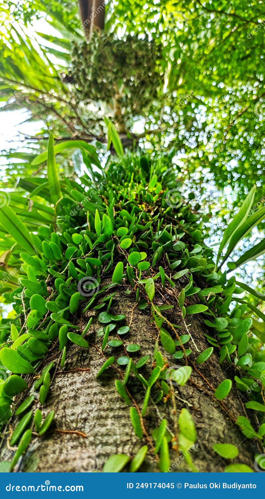 Dragon Scale Aka Parasite Plant on a Palm Tree Stock Image Image of