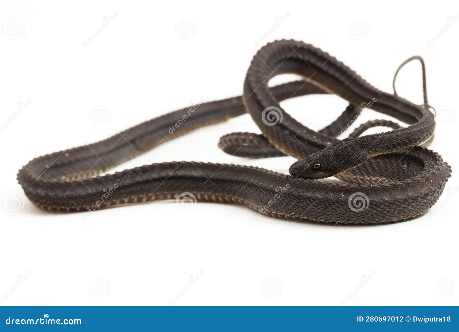 The Dragon Snake, Javan Tubercle Snake, Javan Mudsnake, or Rough-backed  Litter Snake Xenodermus Javanicus on White Background Stock Photo - Image  of wild, weird: 280697012