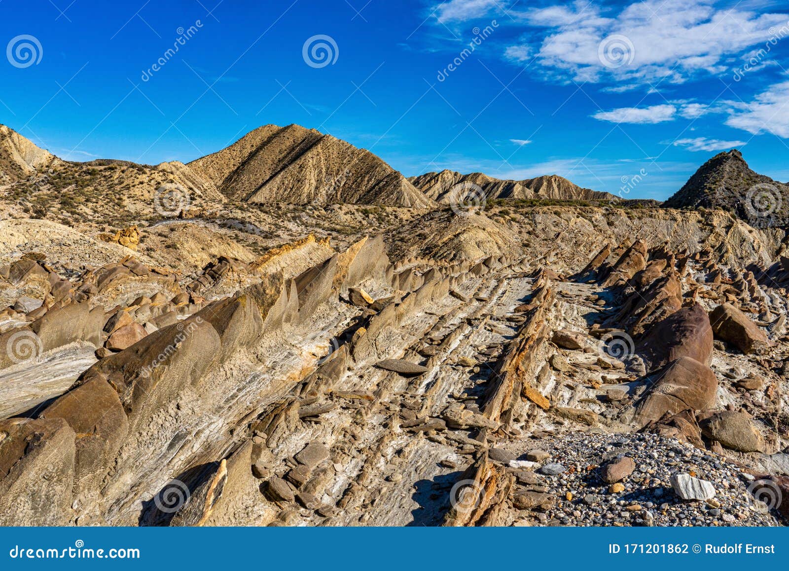 dragon tail, colas de dragon in tabernas desert in almeria, spain