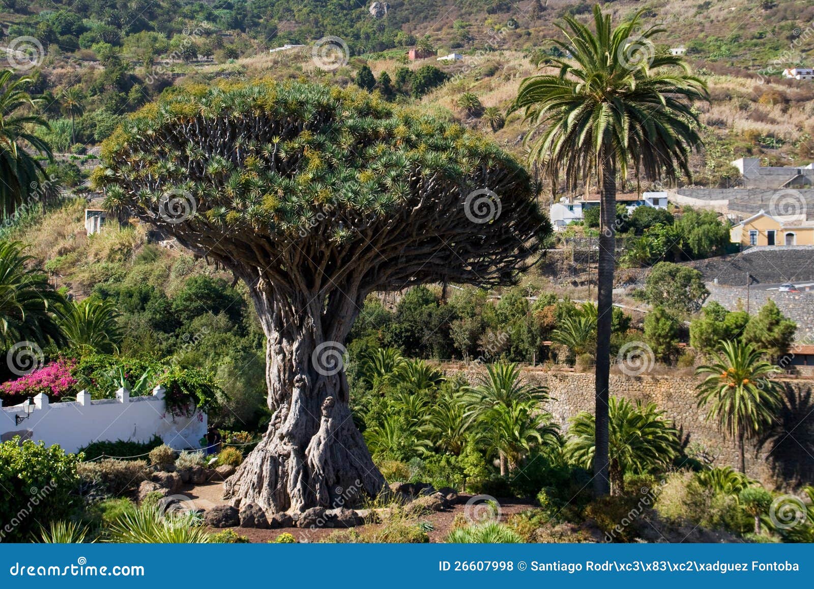 dragon tree of icod de los vinos