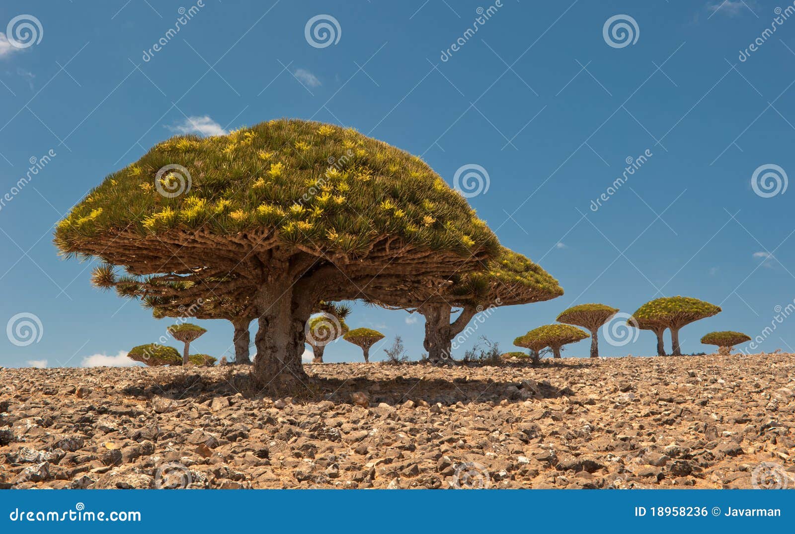 dragon trees at dixam plateau, socotra, yemen