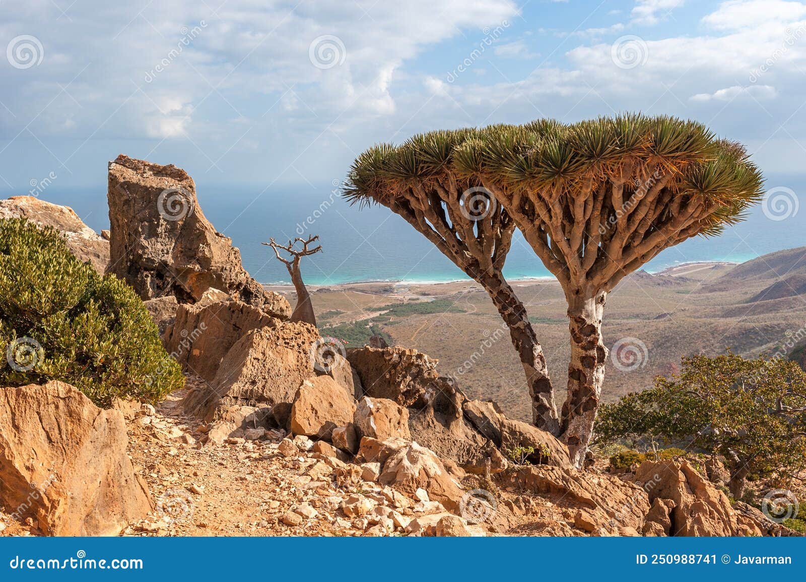 Dragon Trees on Socotra Island, Yemen Stock Image - Image of cinnabari,  landmark: 250988741