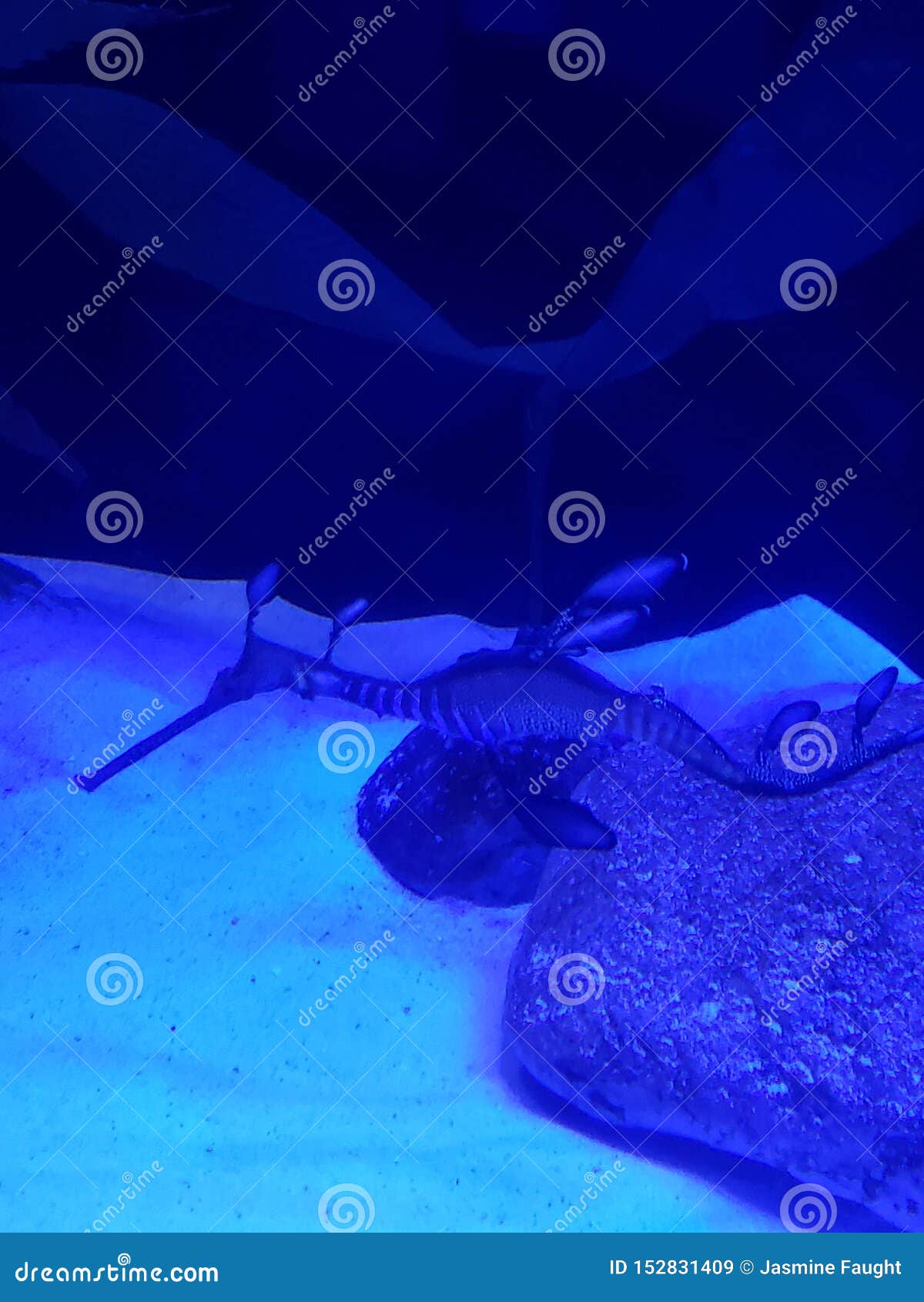 Dragon Weedy de mer. Dragon malingre de mer, Minnesota, zoo