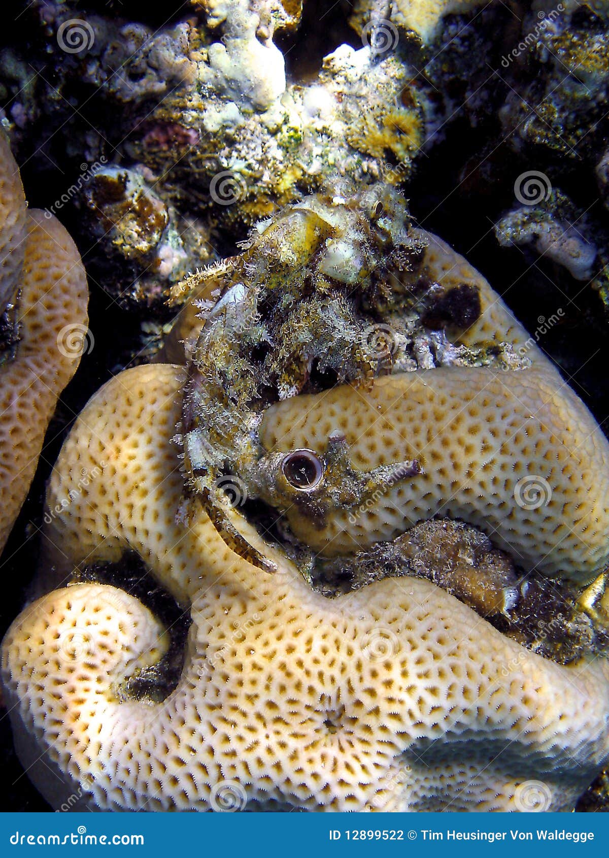 Dragonfish stock photo. Image of camouflage, fishy, fire 12899522