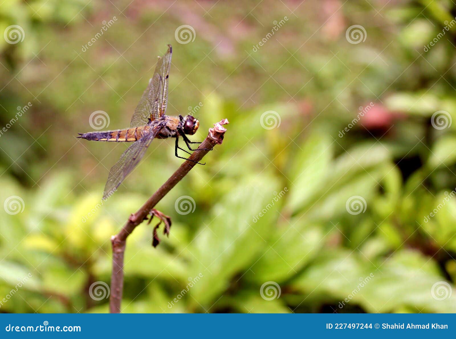 A Dragon Fly on a Tree Stem. Stock Photo Image of dragon, reaching
