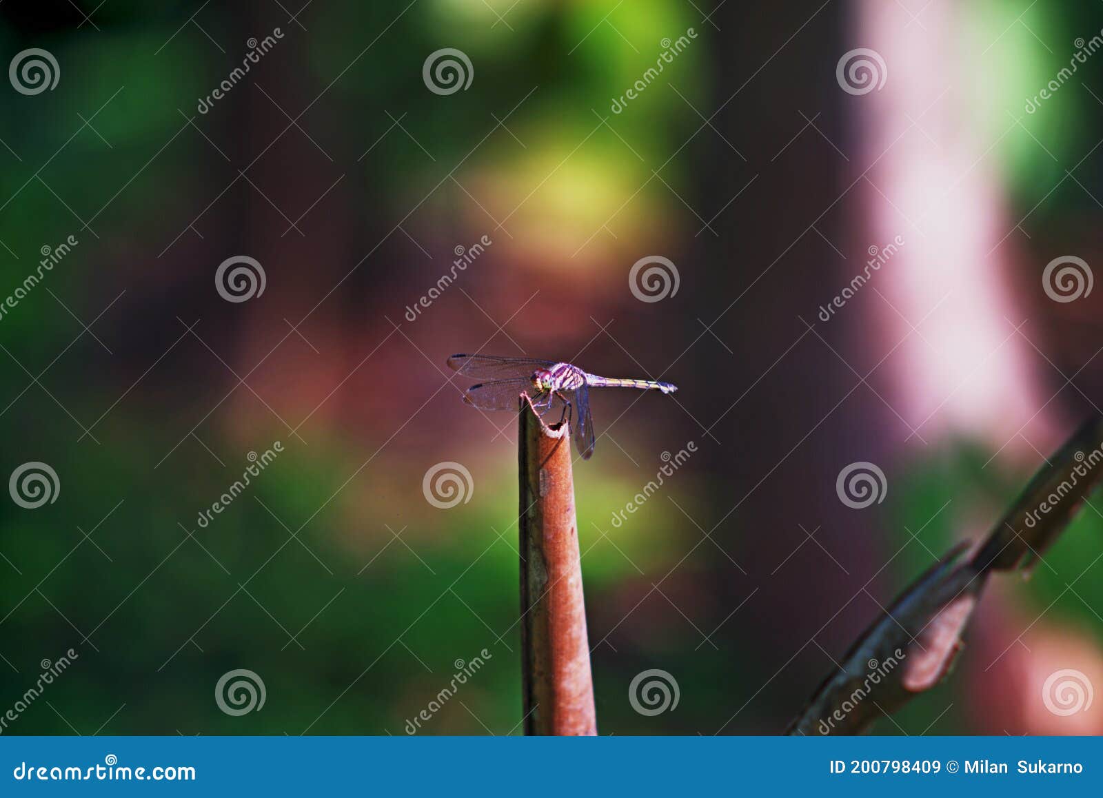 dragonflies, a green army motif perched on vertical tree branches