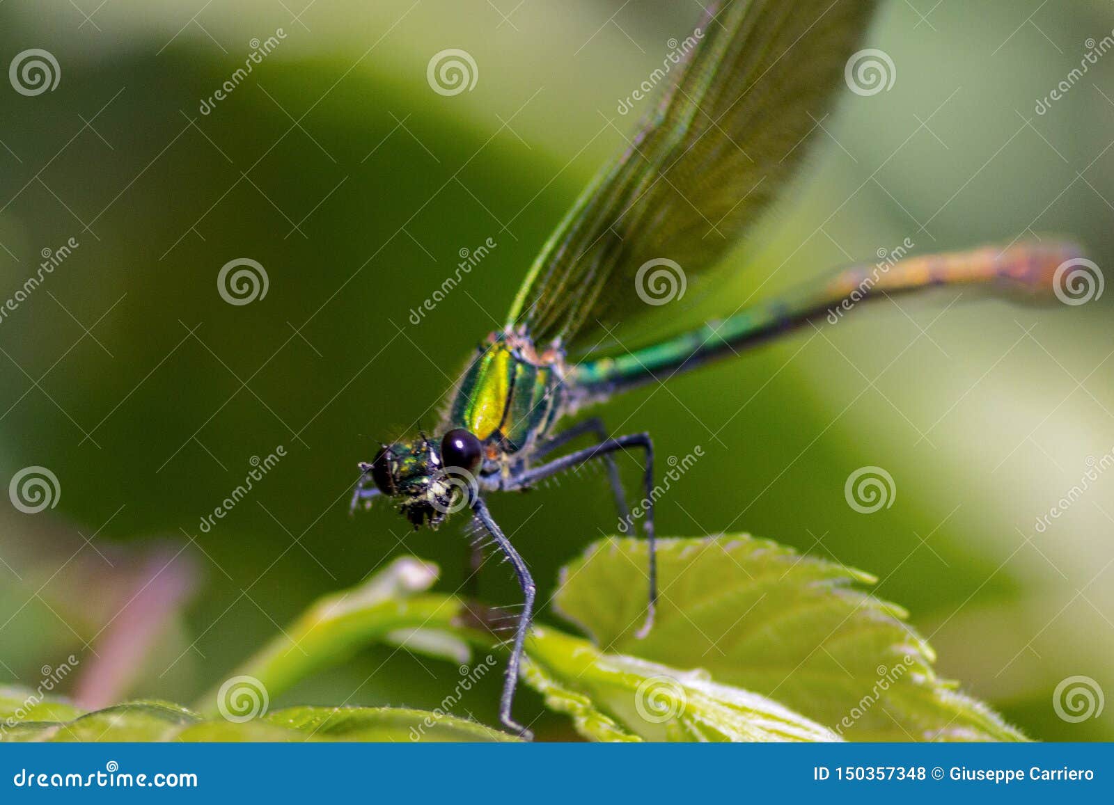 the dragonflies have a very voluminous head, the eyes made up of about 50,000 ommatidia and relatively short antennae; the two pai