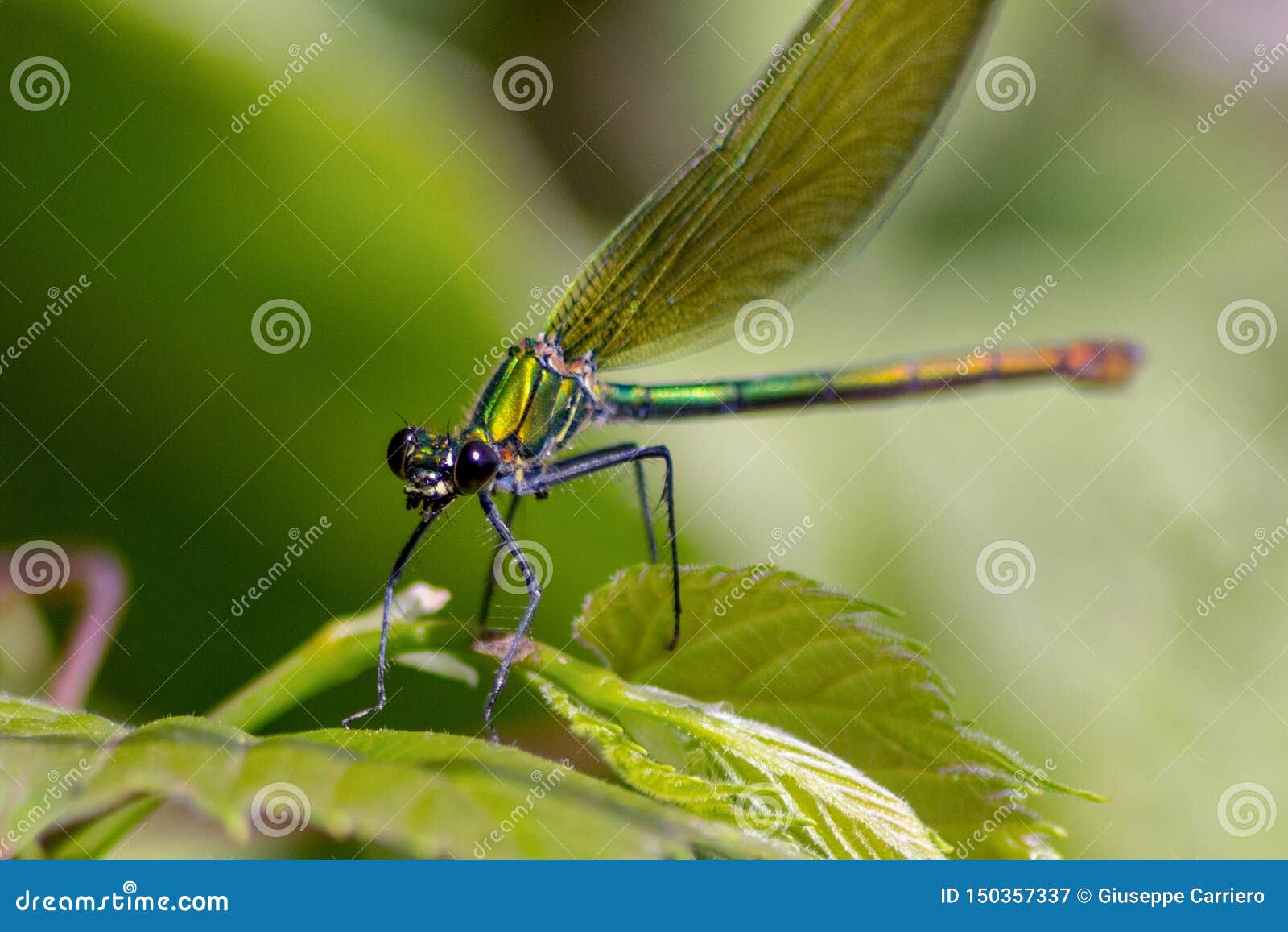 the dragonflies have a very voluminous head, the eyes made up of about 50,000 ommatidia and relatively short antennae; the two pai