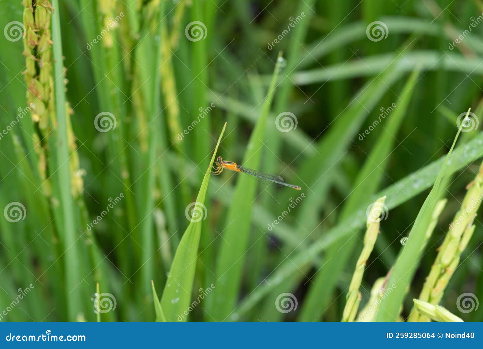 dragonfly agriocnemis pygmaea in rice field