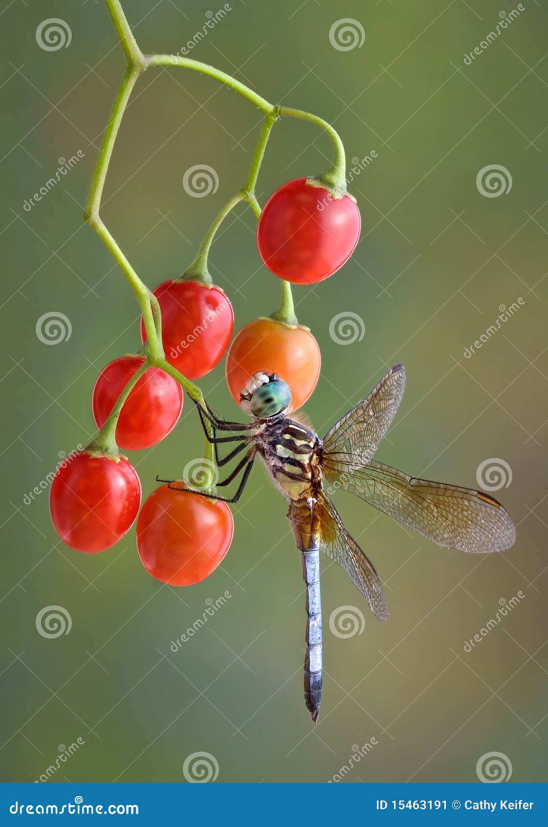 Dragonfly on berries stock image. Image of wings, flying 15463191