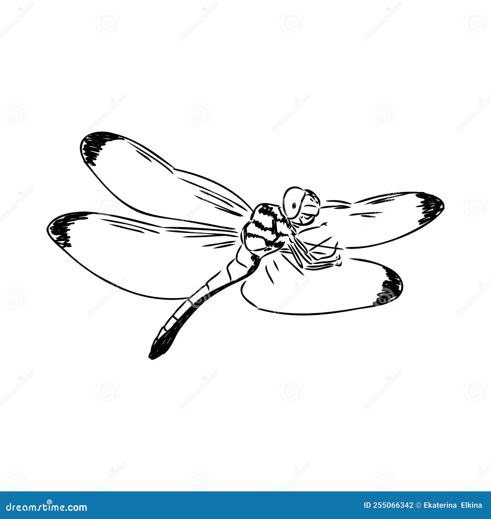 Dragonfly Black and White Sketch with Delicate Wings Vector