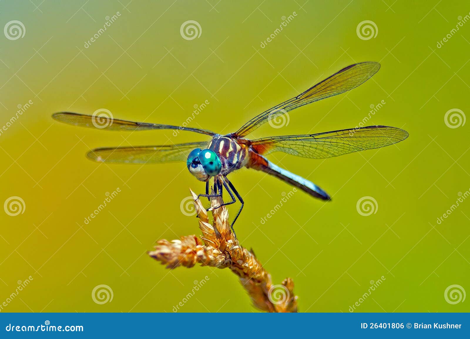 dragonfly blue dasher