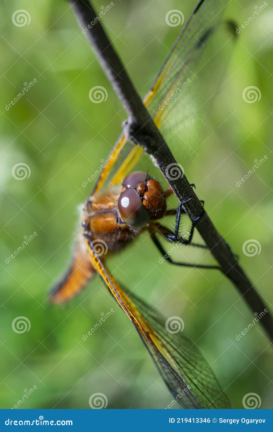dragonfly on a blurred background