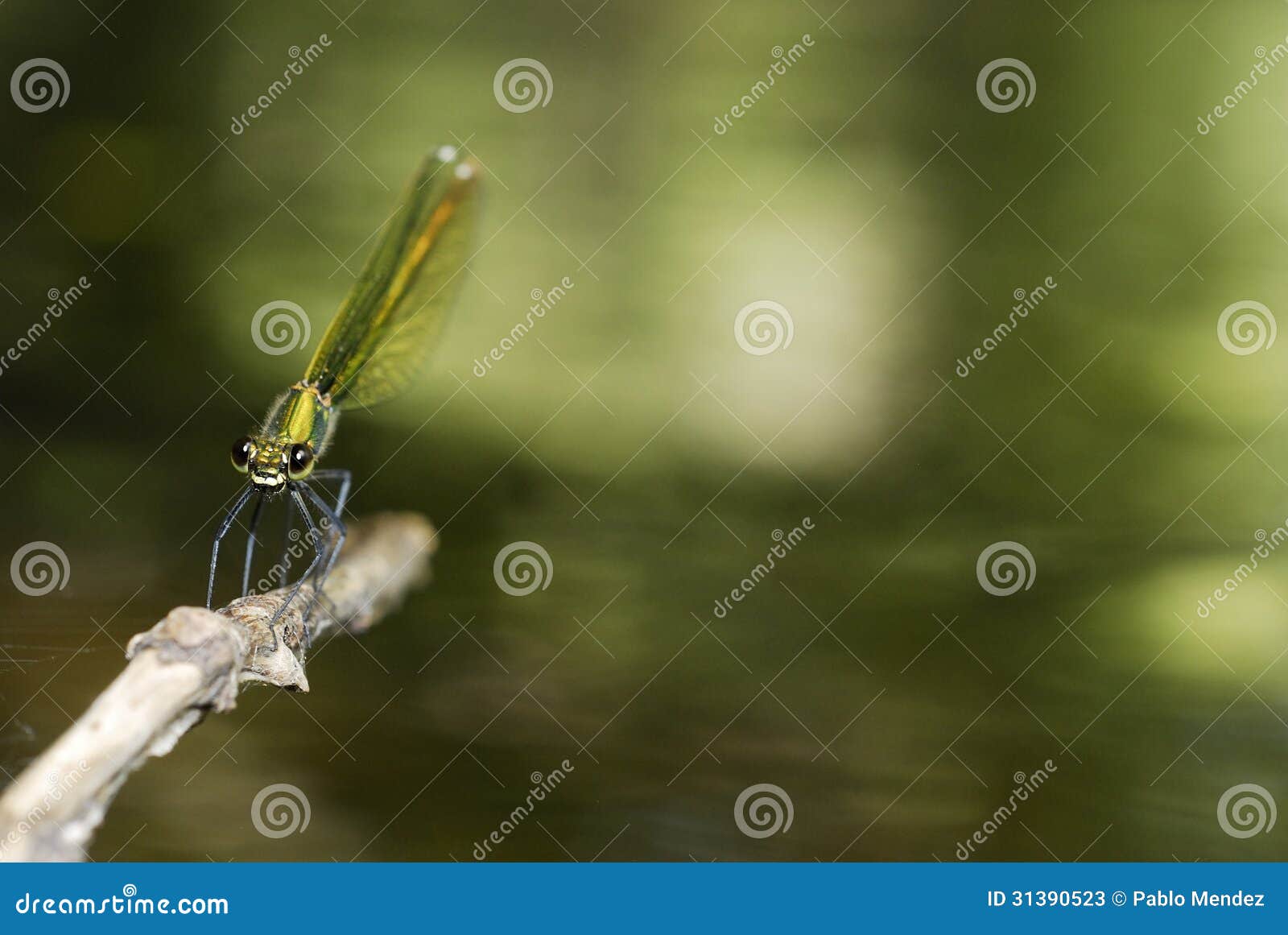 dragonfly (calopteryx splendens) in villarcayo, burgos, spain