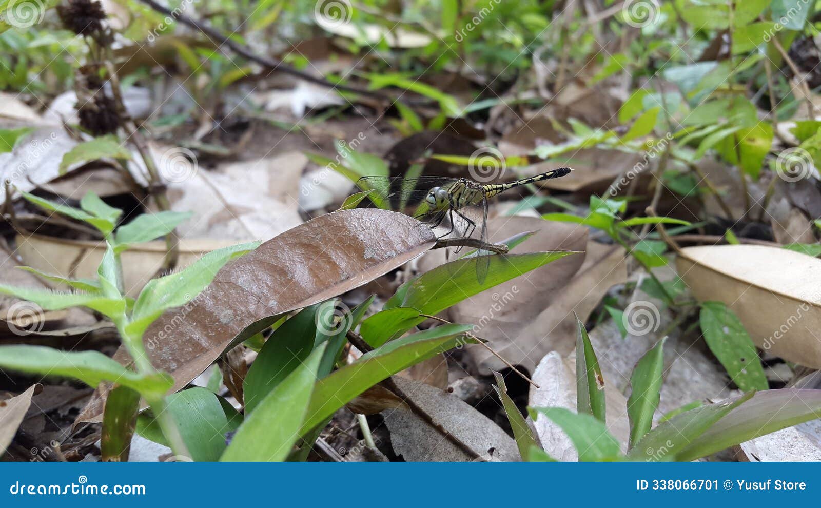 dragonfly, chalky percher, long skimmer, phyllothemis eltoni fraser, green marsh hawk-orthetrum sabina