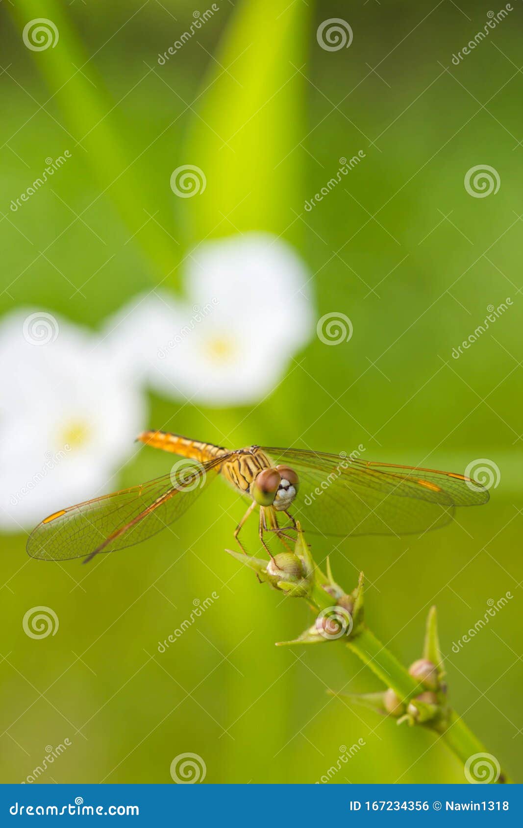 dragonfly, dragonflies of thailand  agriocnemis minima , dragonfly rest on green grass leaf