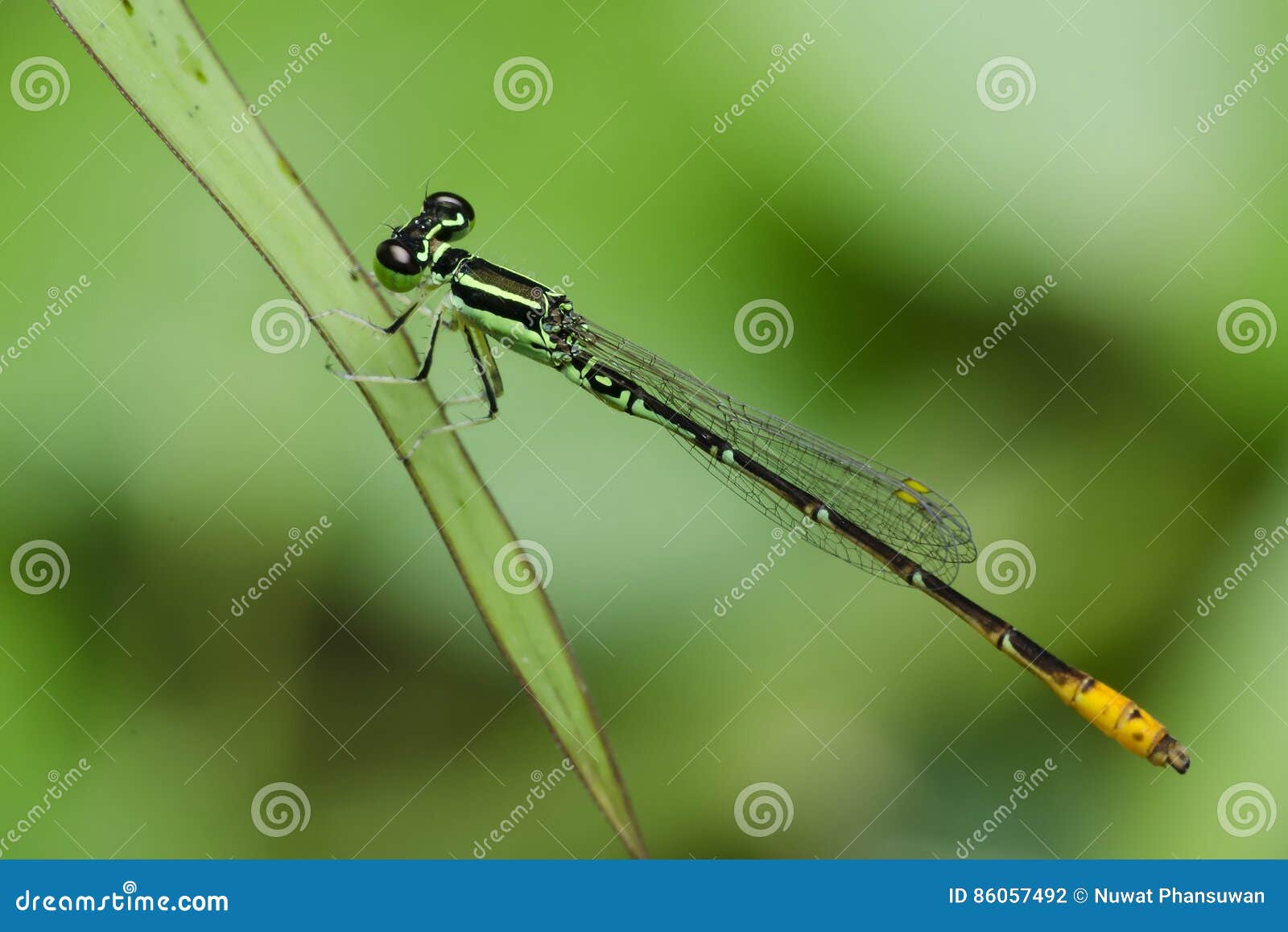 dragonfly, dragonflies of thailand agriocnemis minima