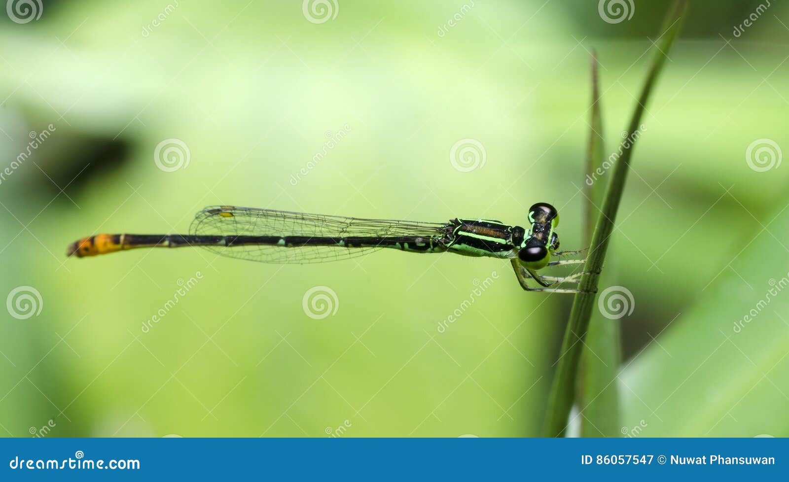 dragonfly, dragonflies of thailand agriocnemis minima