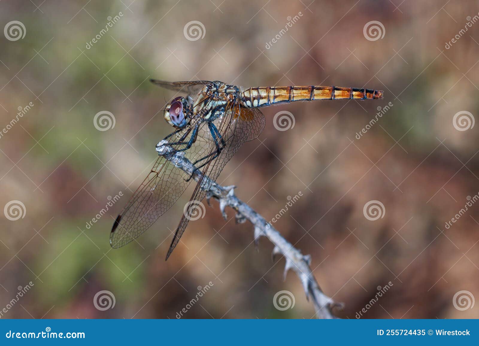 dragonfly  260622-1110