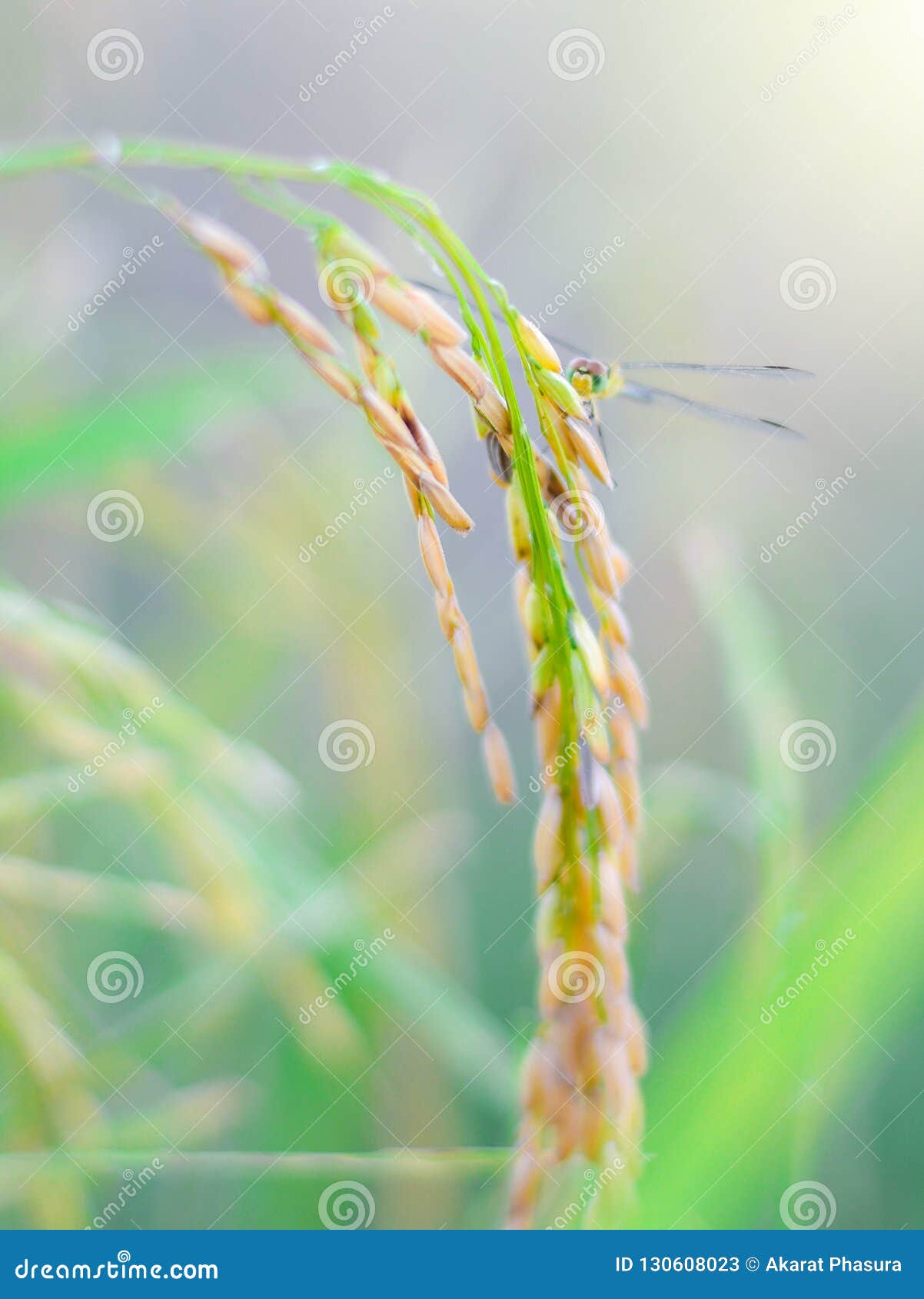 Dragonfly on Ear of Jasmin Rice Stock Image Image of farmland, grass