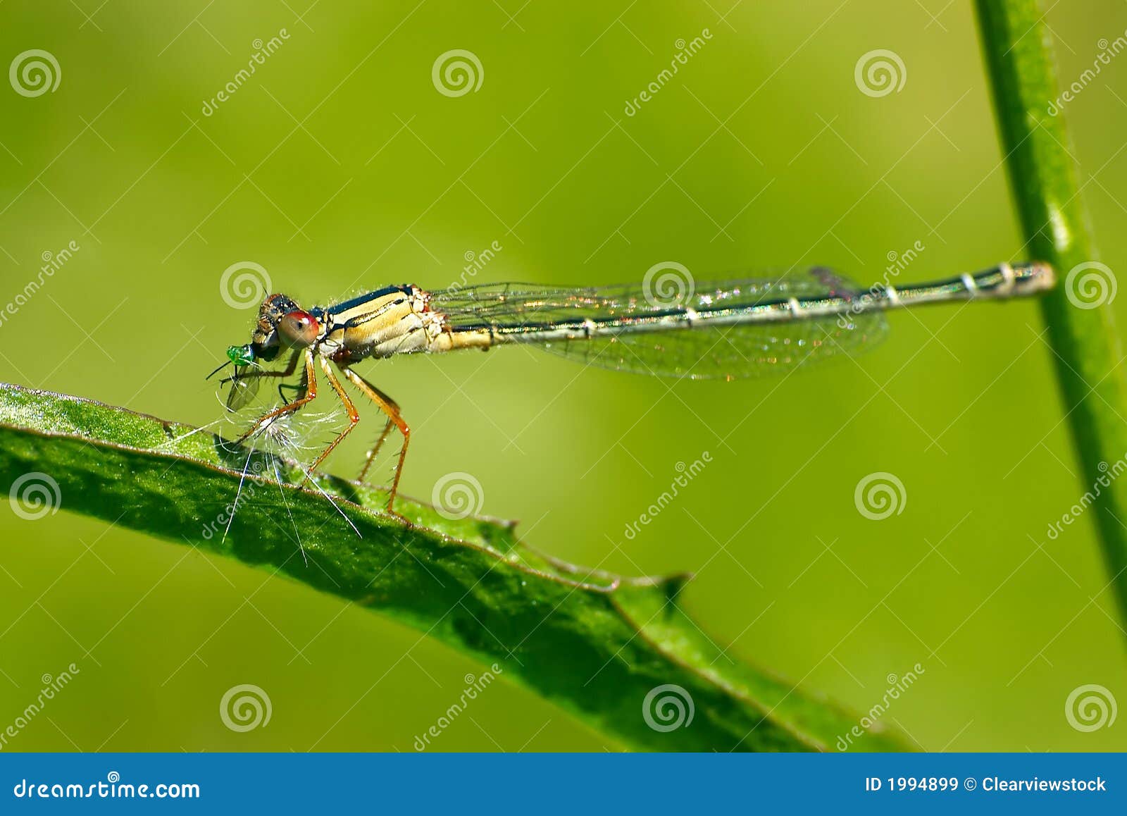Dragonfly eating stock image. Image of eating, australian 1994899