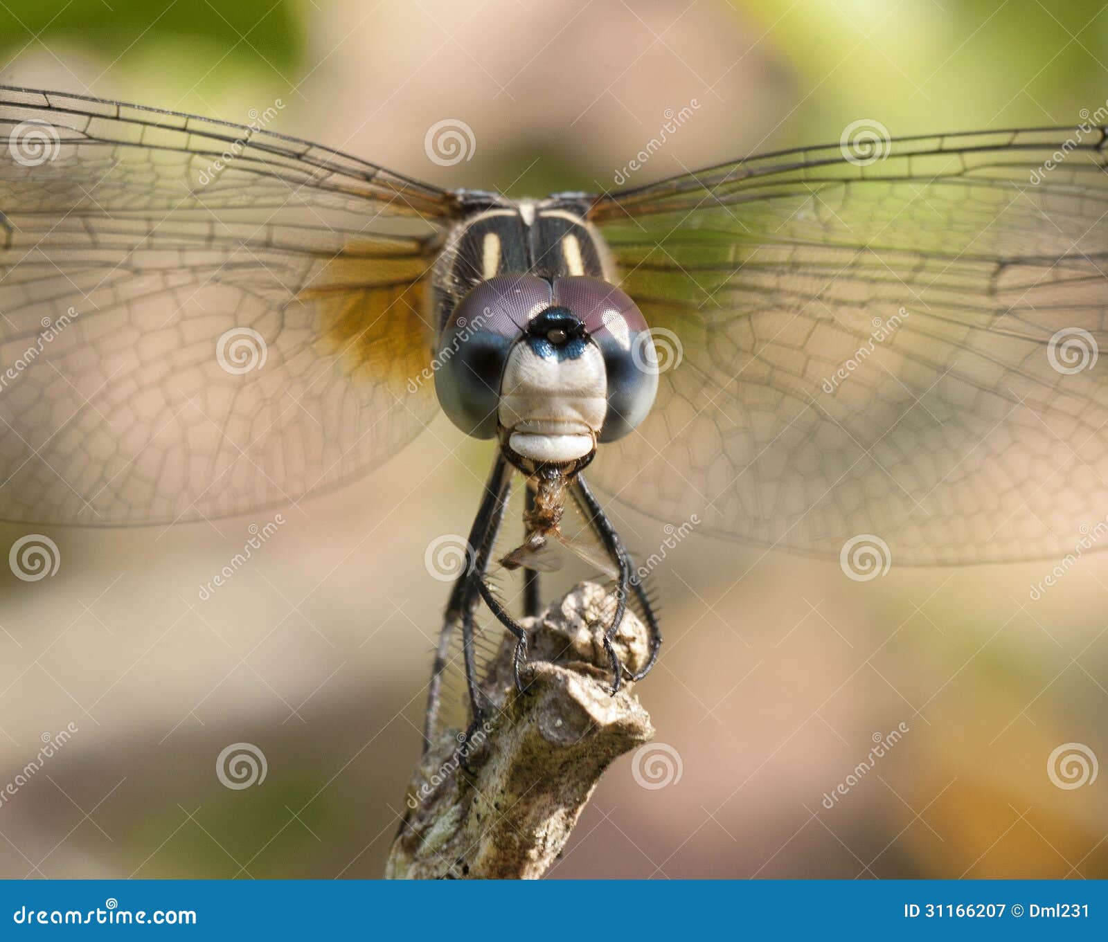 Dragonfly Eating Bug stock image. Image of branch, nature 31166207