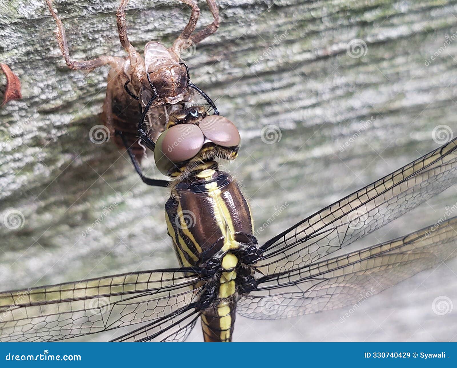 dragonfly emerging from exoskeleton on rough wood