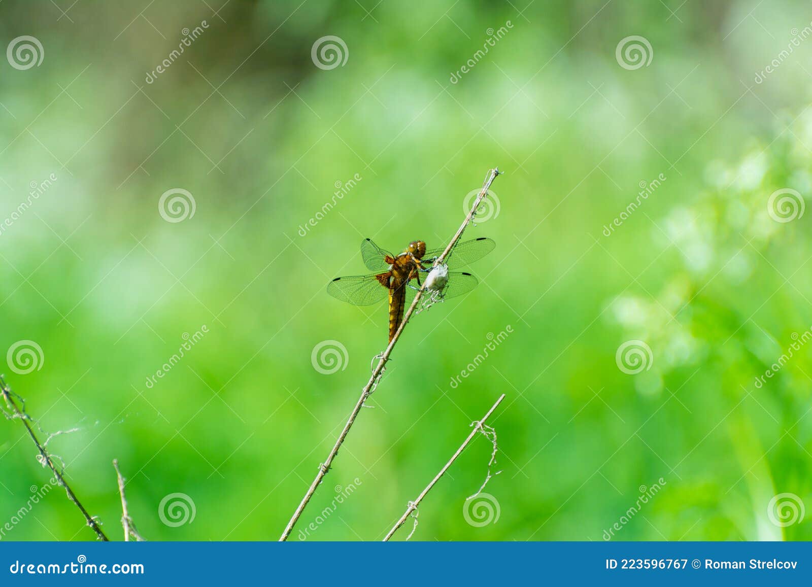 the dragonfly sits on a dry stalk.