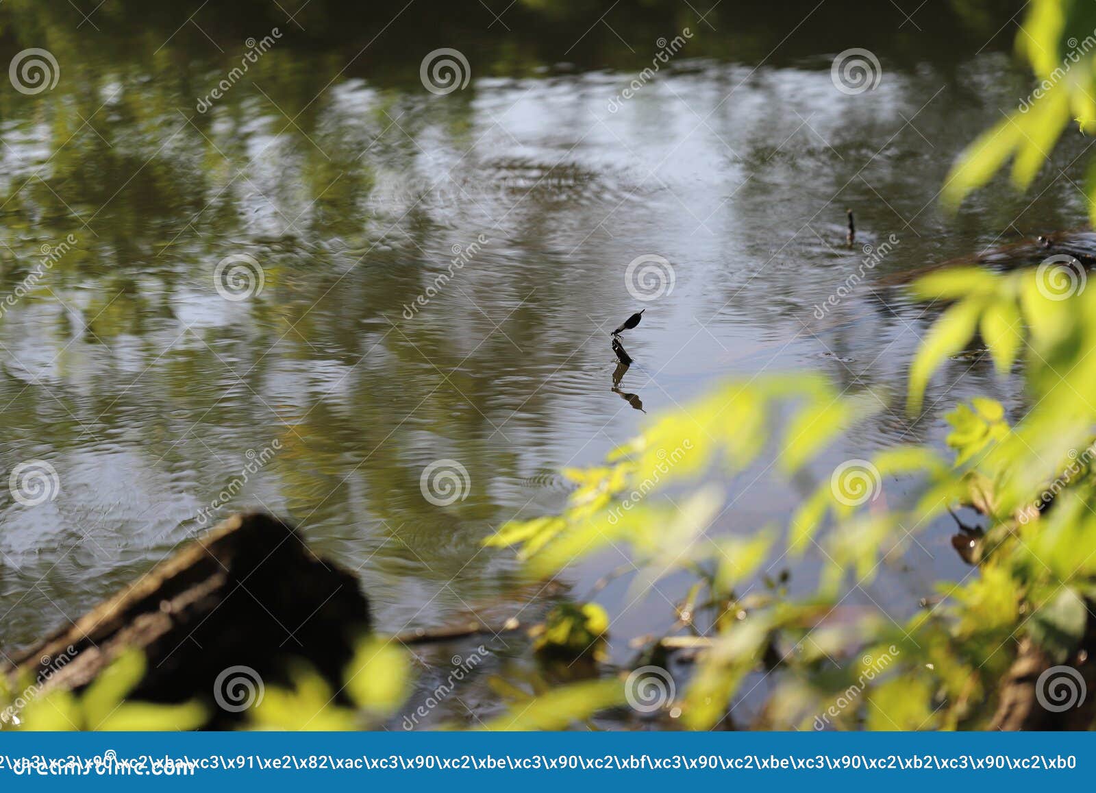 a dragonfly flies over the river and sits on a branch