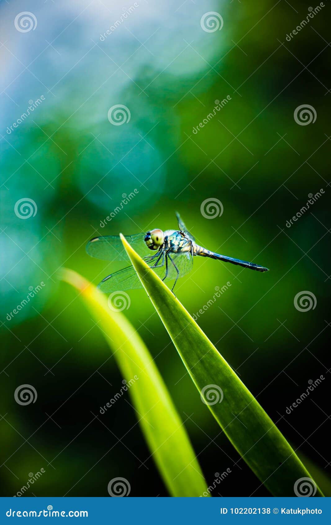 dragonfly grasshopper leaves with green background blurred