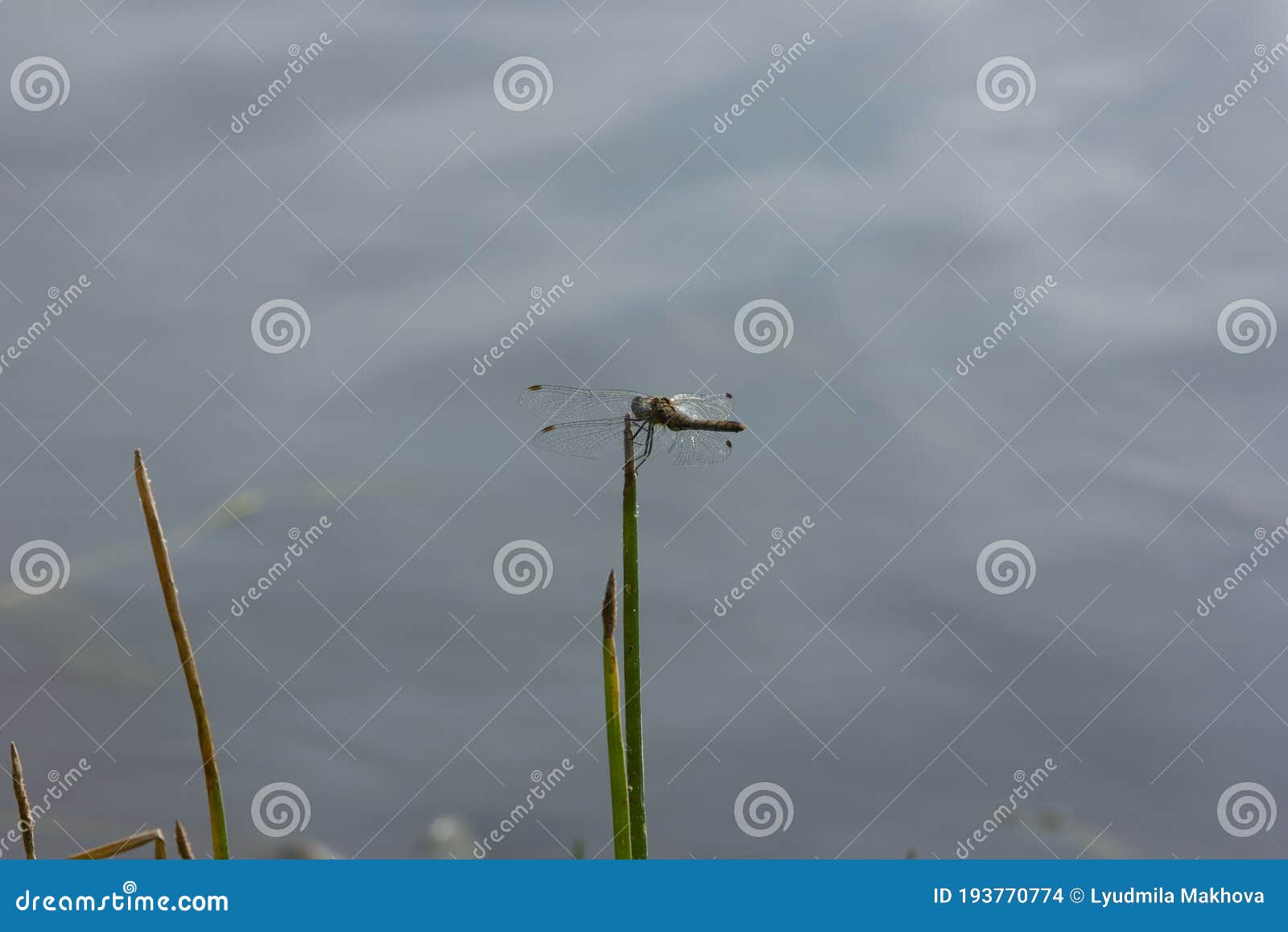 dragonfly on a green blade. sympetrum vulgatum. damaged wings