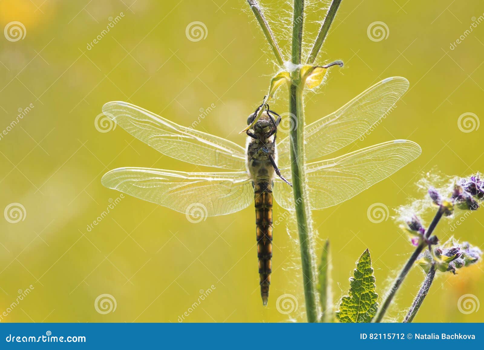 dragonfly hanging on to grass, is widely spread its wings