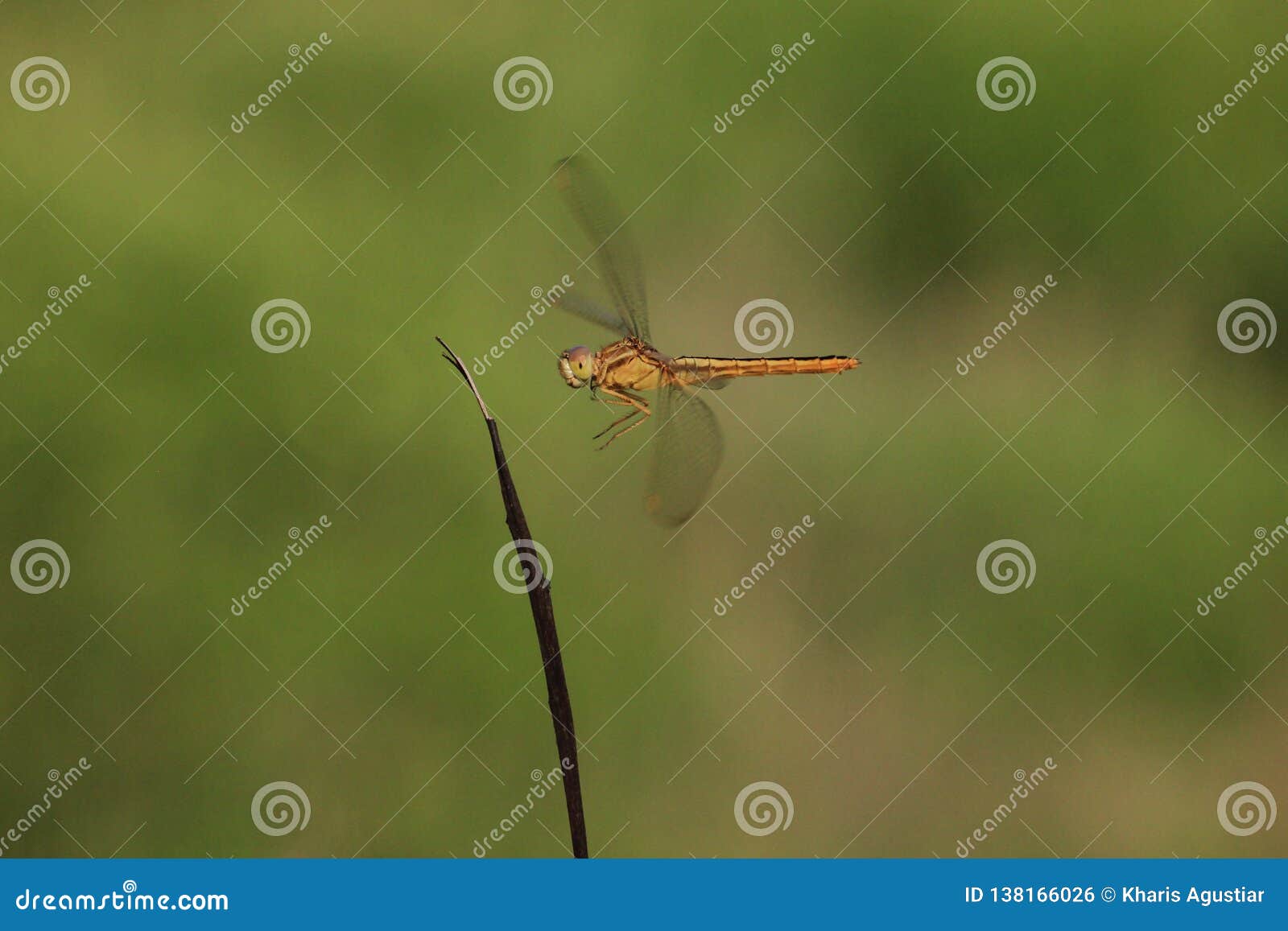 dragonfly flying moment