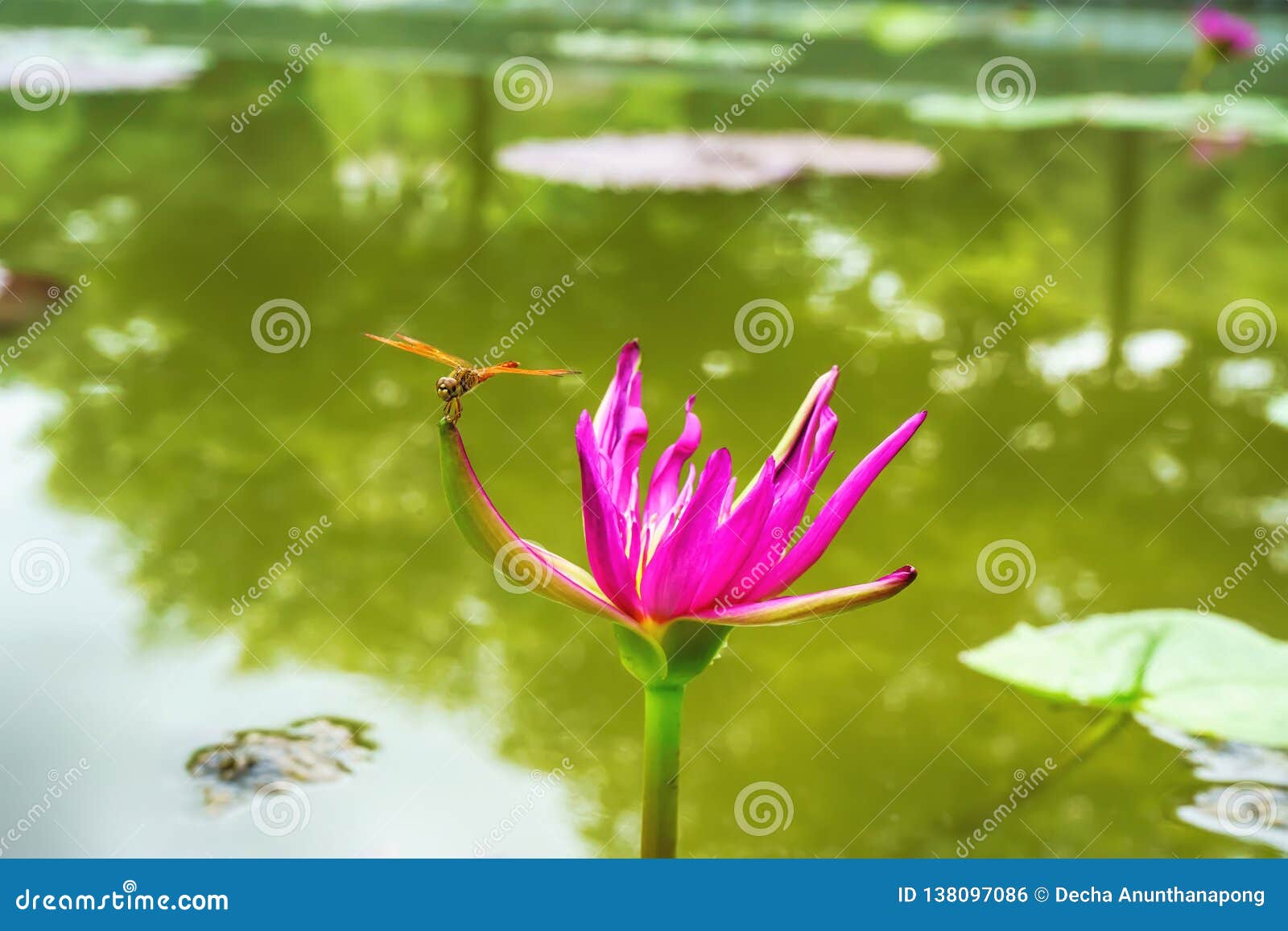 Dragonfly island on lotus stock photo. Image of green 138097086