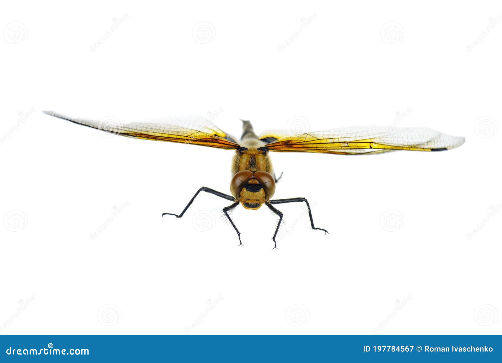 dragonfly  on a white